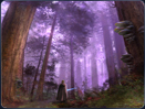 Ein Jedi inmitten der vielfältigen Pflanzen- und Tierwelt im Wald von Tython.