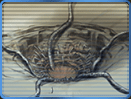 http://cdn-www.swtor.com/sites/all/files/fr/classes/sarlacc/753CA/CA_20100401_Sarlacc01_131x9.png